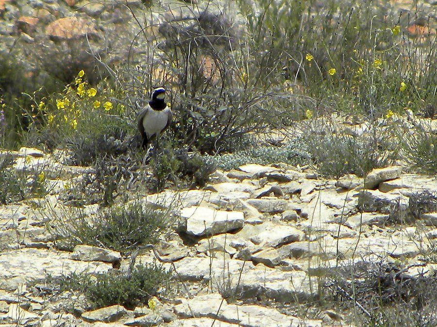 Horned Lark