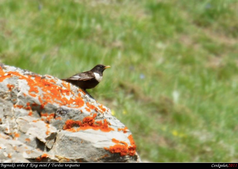 Ring Ouzel