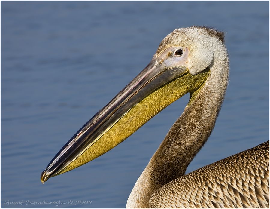 Great White Pelican