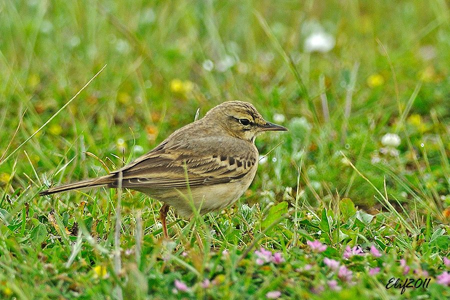 Tawny Pipit