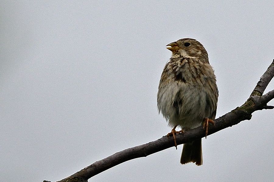 Corn Bunting