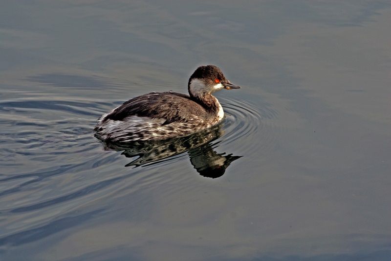 Black-necked Grebe