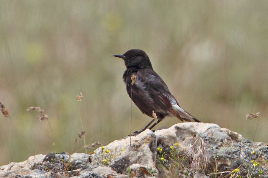Mourning Wheatear