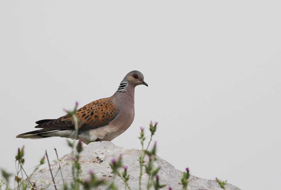 European Turtle Dove