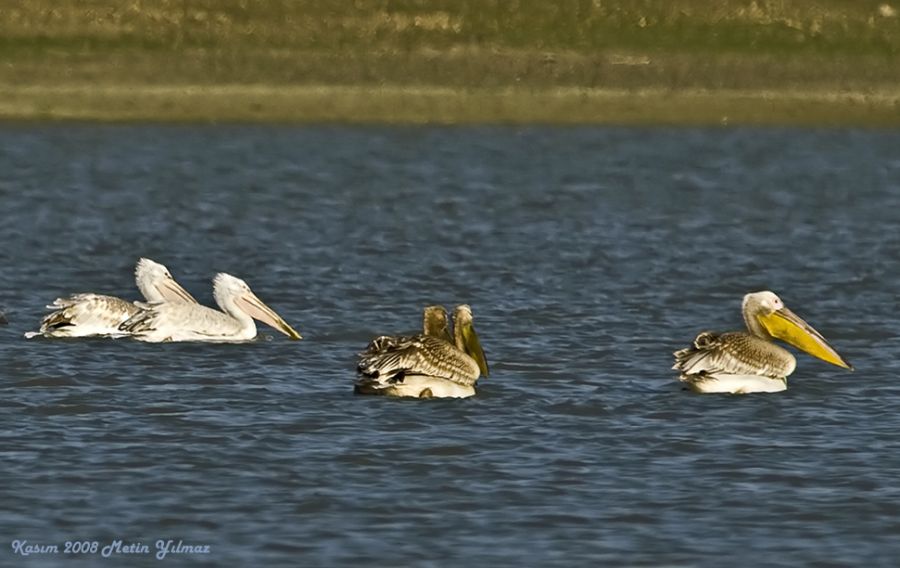 Great White Pelican