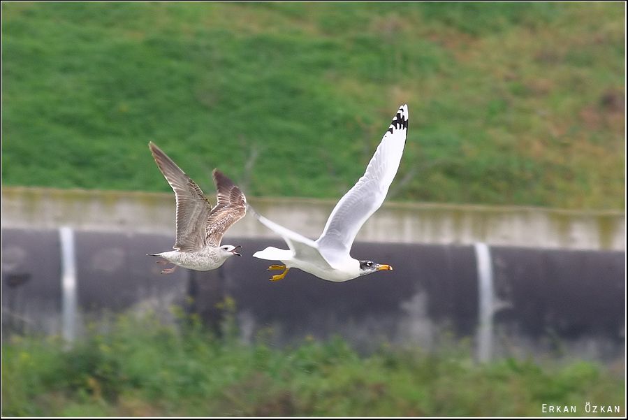Pallas`s Gull