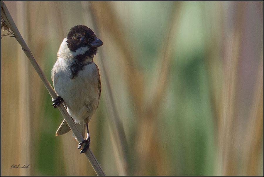 Common Reed Bunting
