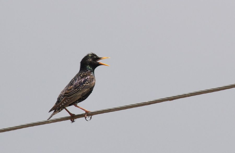 Common Starling
