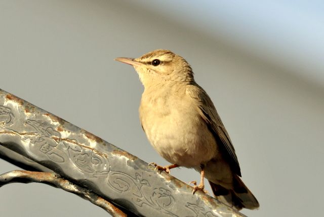 Rufous-tailed Scrub Robin