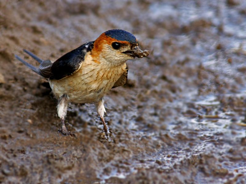 European Red-rumped Swallow