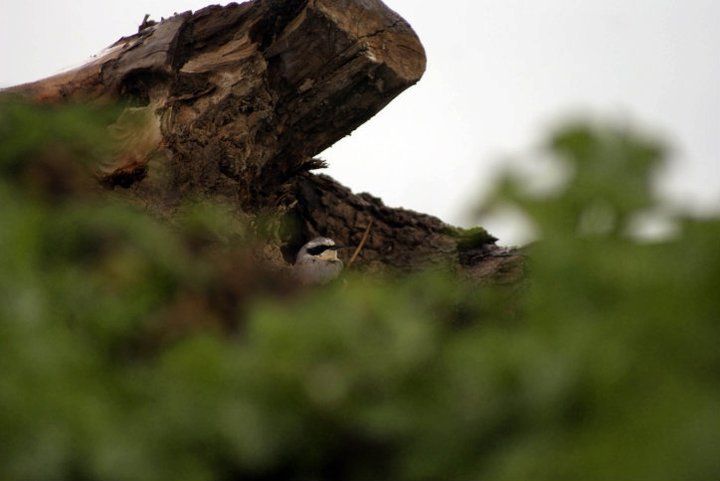 Northern Wheatear