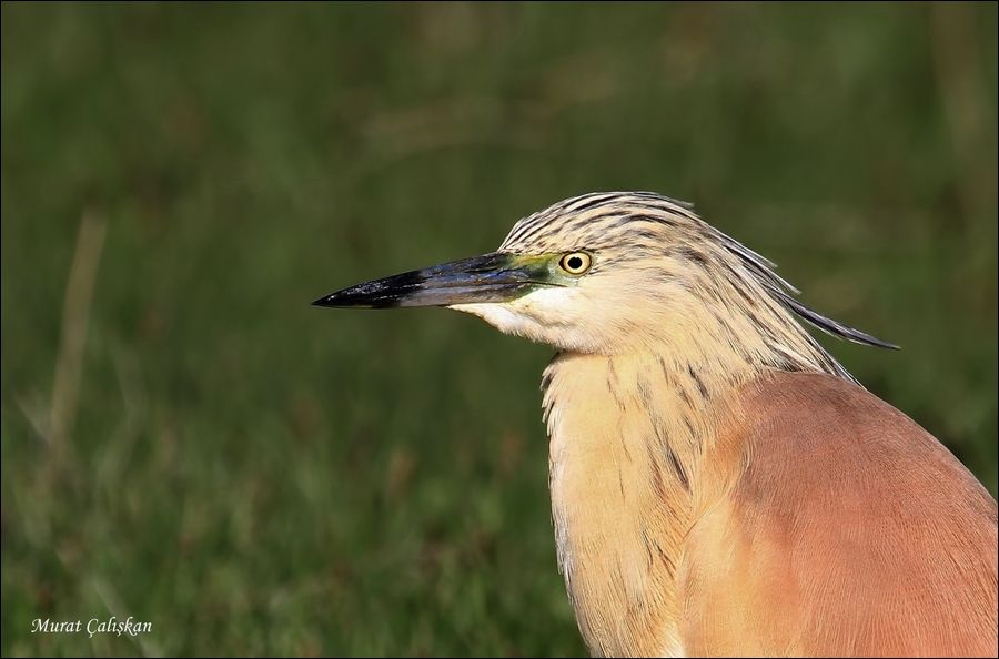 Squacco Heron