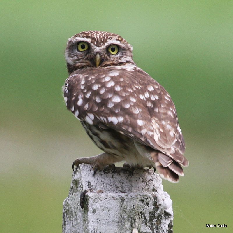 Little Owl