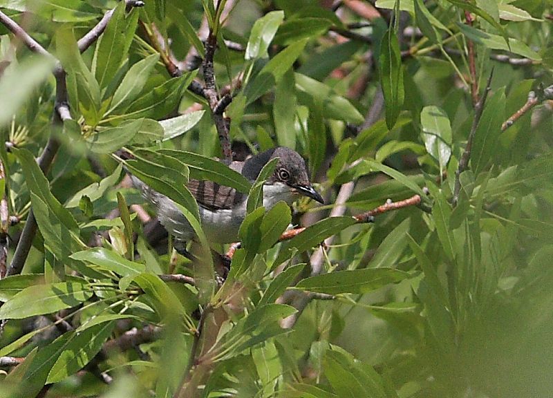 Eastern Orphean Warbler