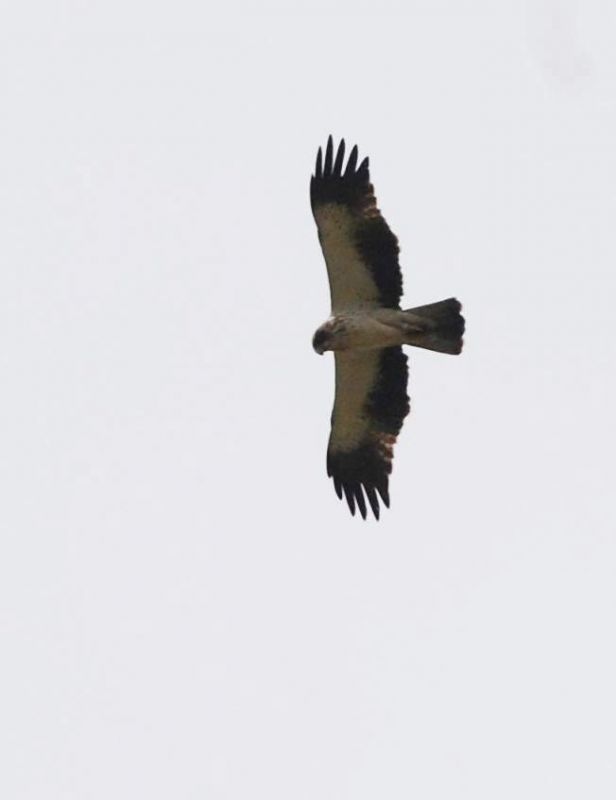 Booted Eagle