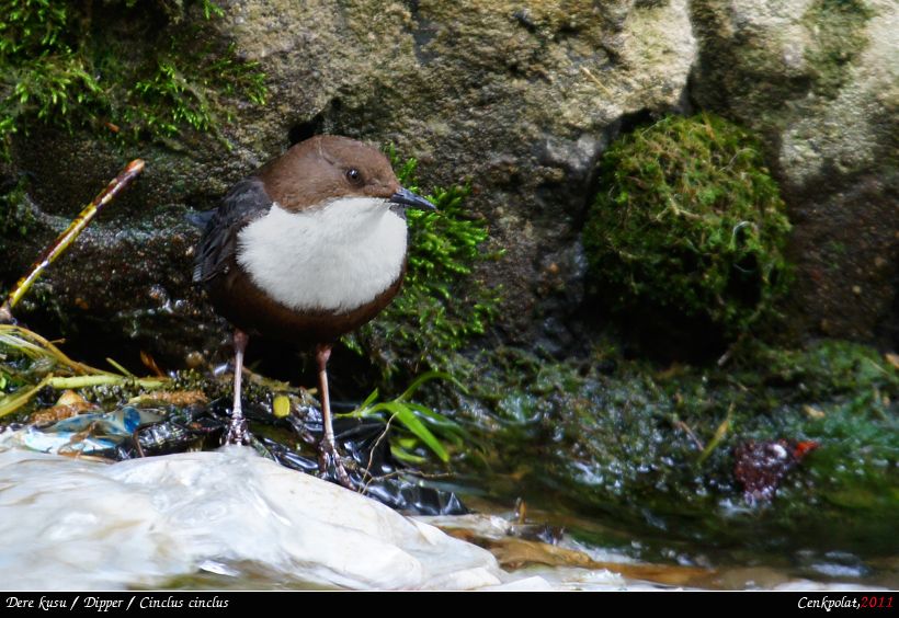 White-throated Dipper