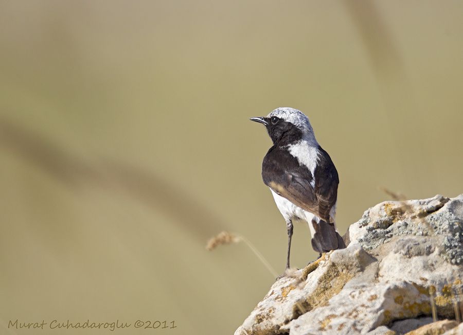 Finsch`s Wheatear