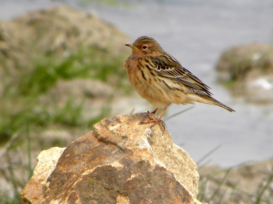 Red-throated Pipit