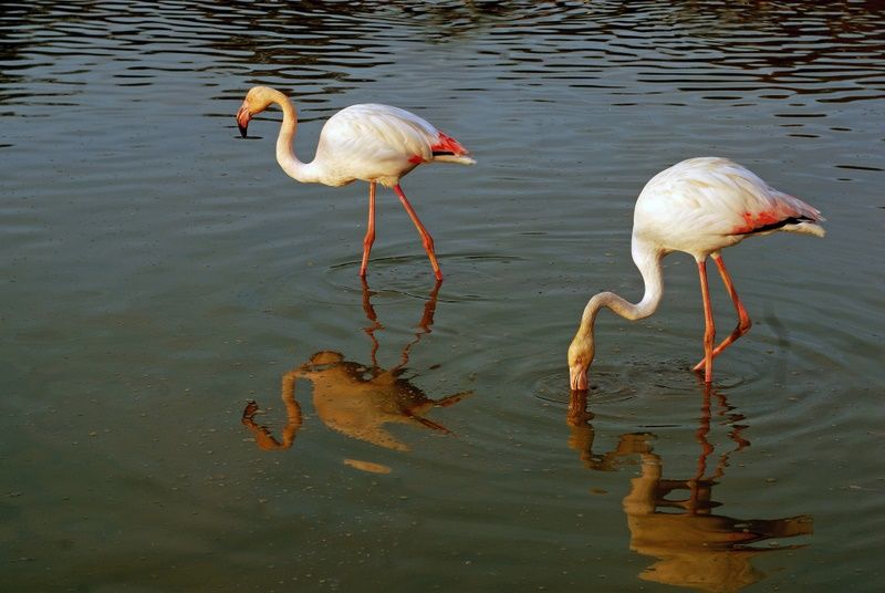 Greater Flamingo