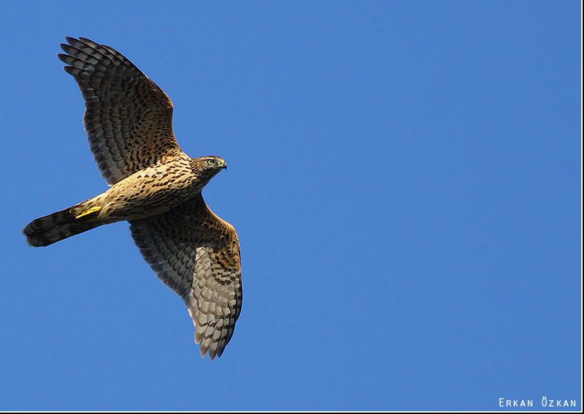 Eurasian Goshawk