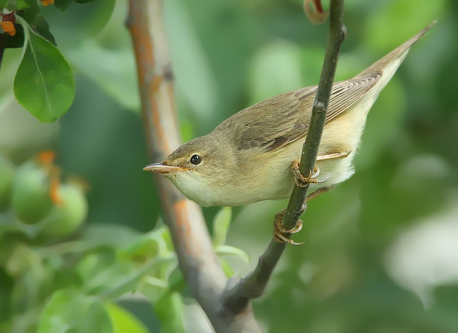 Marsh Warbler
