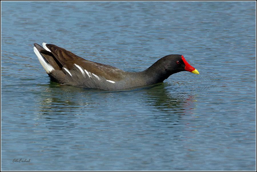 Common Moorhen