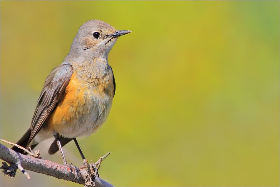 White-throated Robin