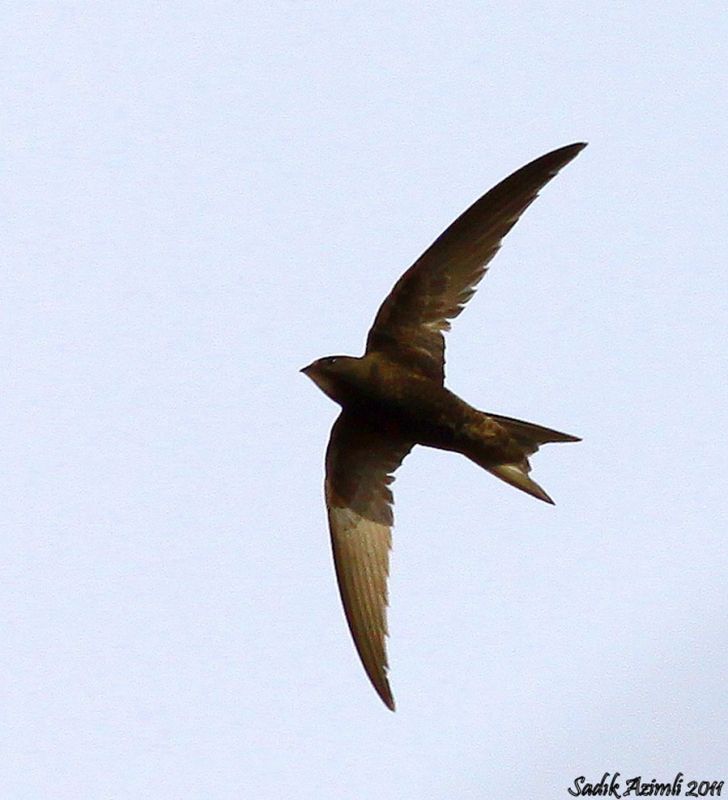 Common Swift