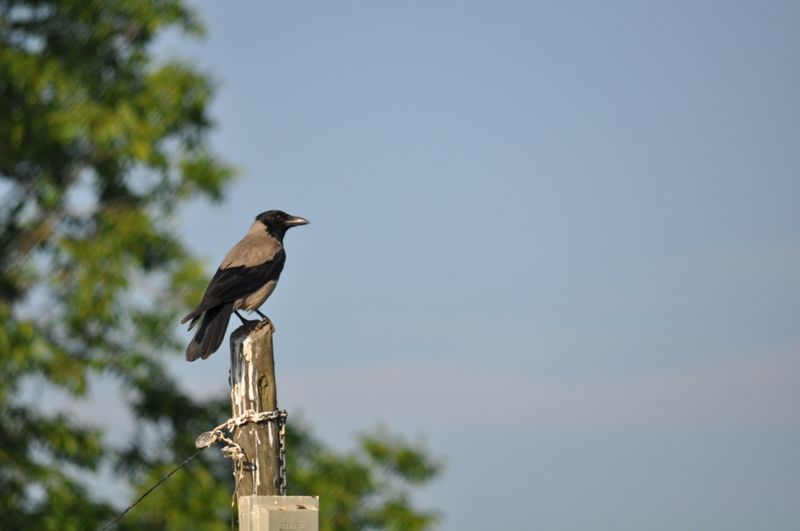 Hooded Crow