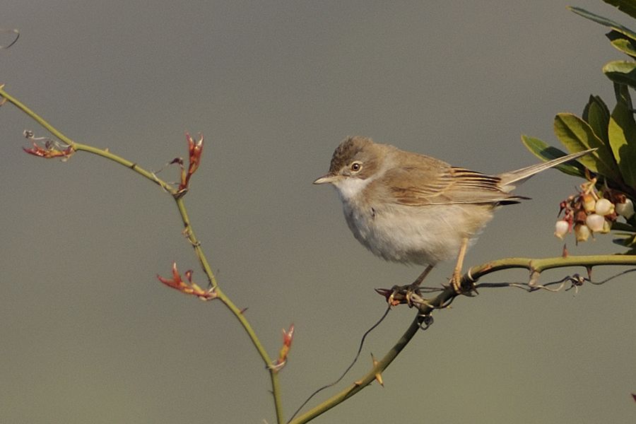 Common Whitethroat