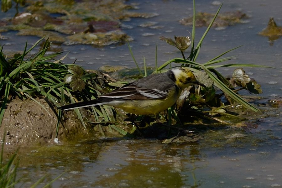Citrine Wagtail