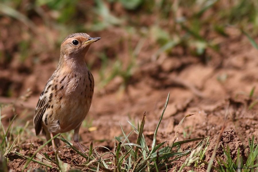 Red-throated Pipit