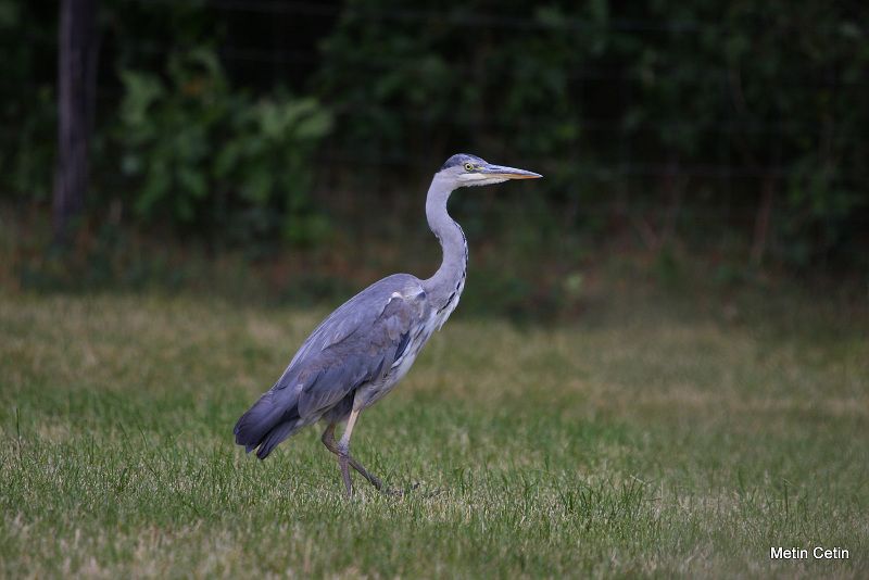 Grey Heron