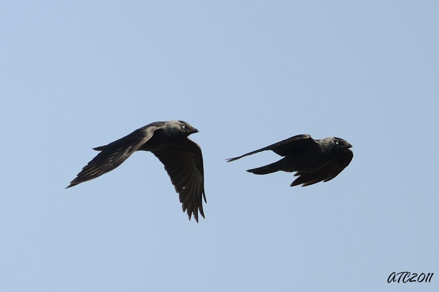 Western Jackdaw