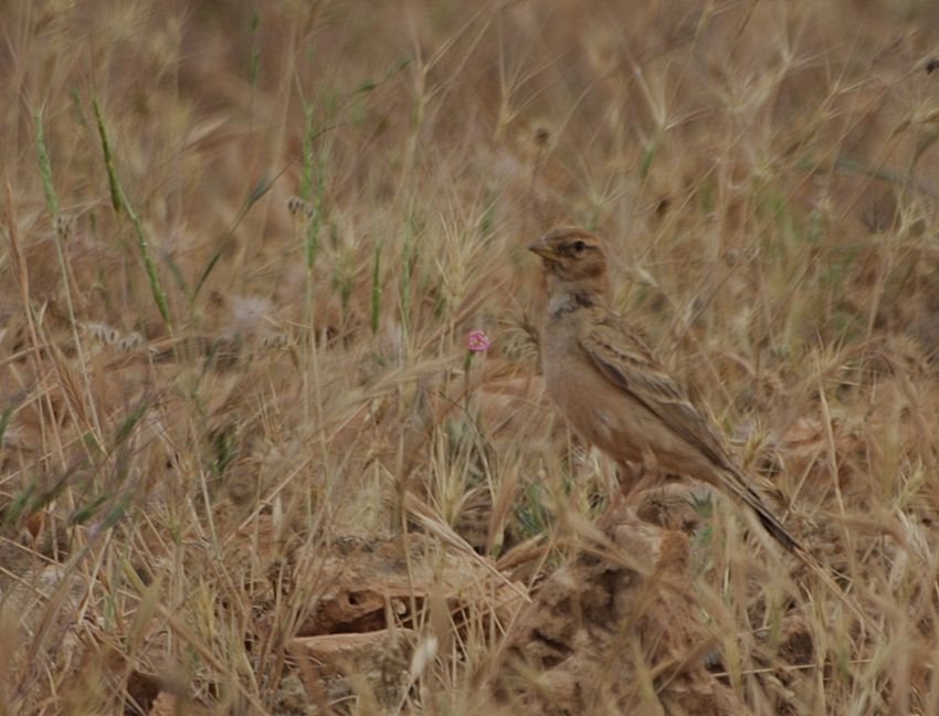 Greater Short-toed Lark