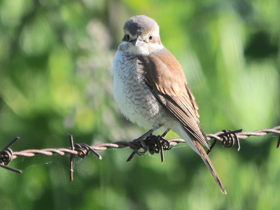 Red-backed Shrike