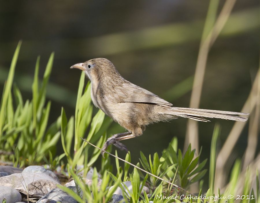 Iraq Babbler