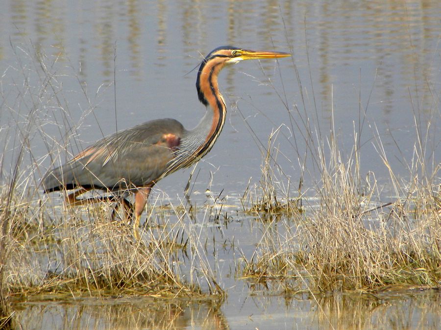 Purple Heron