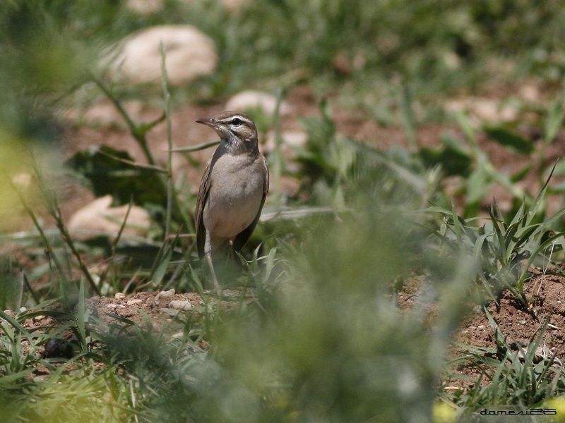 Rufous-tailed Scrub Robin