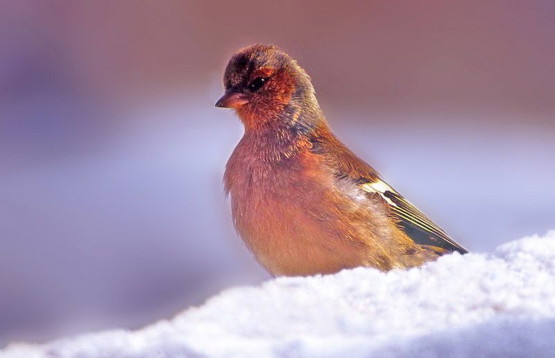 Eurasian Chaffinch