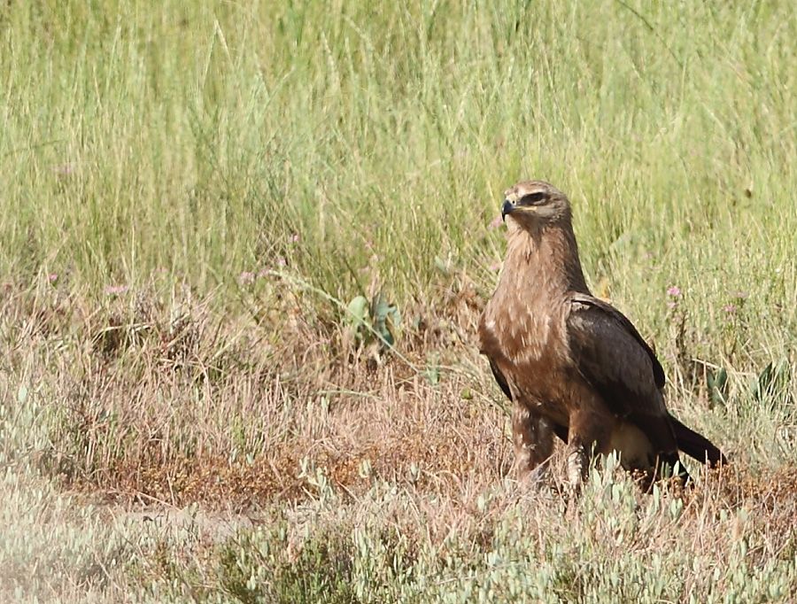 Lesser Spotted Eagle