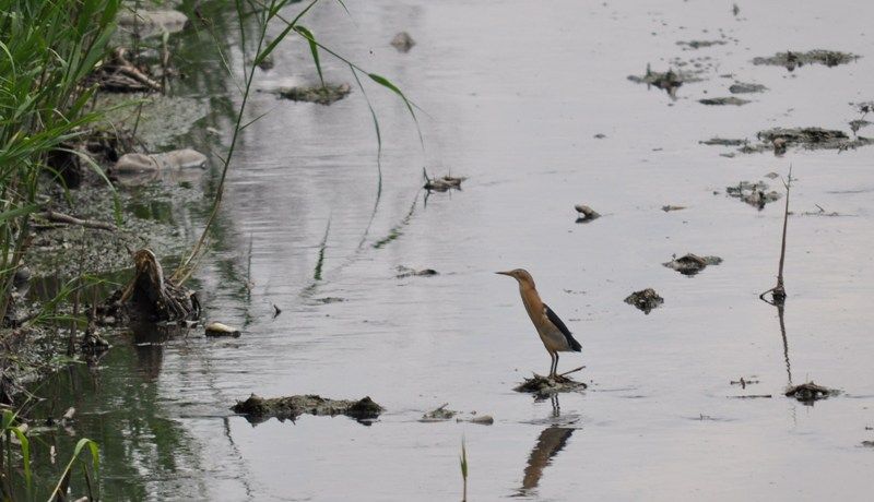 Little Bittern