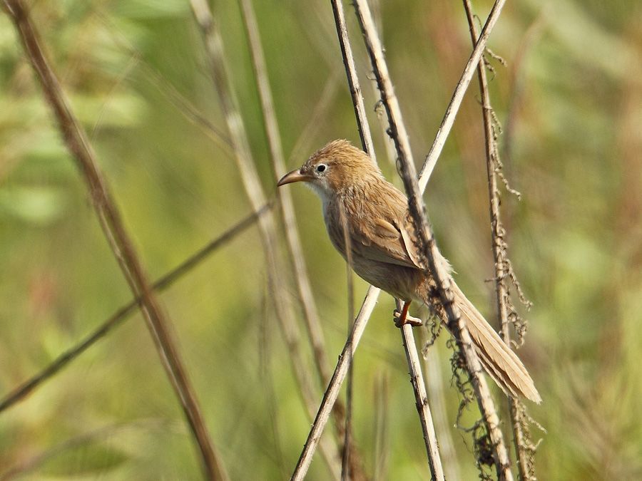 Iraq Babbler