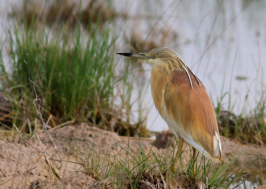 Squacco Heron