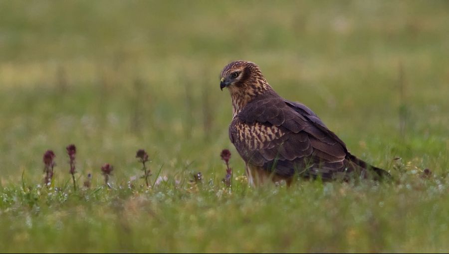 Montagu`s Harrier