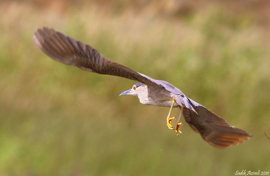 Black-crowned Night Heron