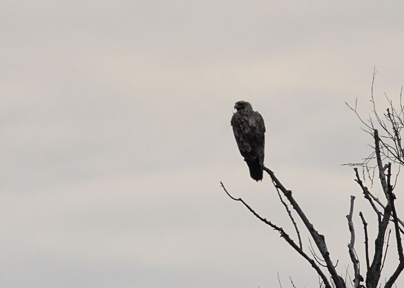 Eastern Imperial Eagle