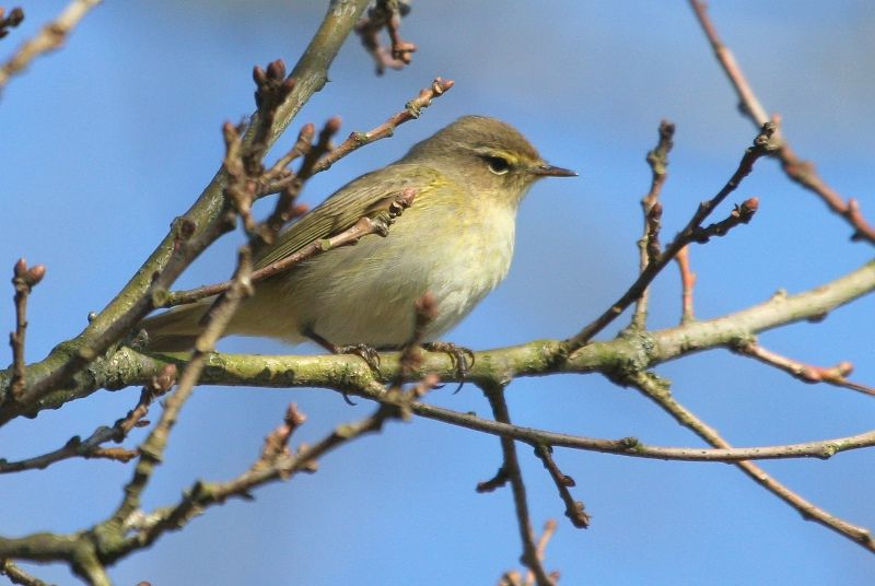 Common Chiffchaff