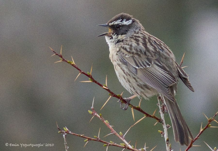 Radde`s Accentor
