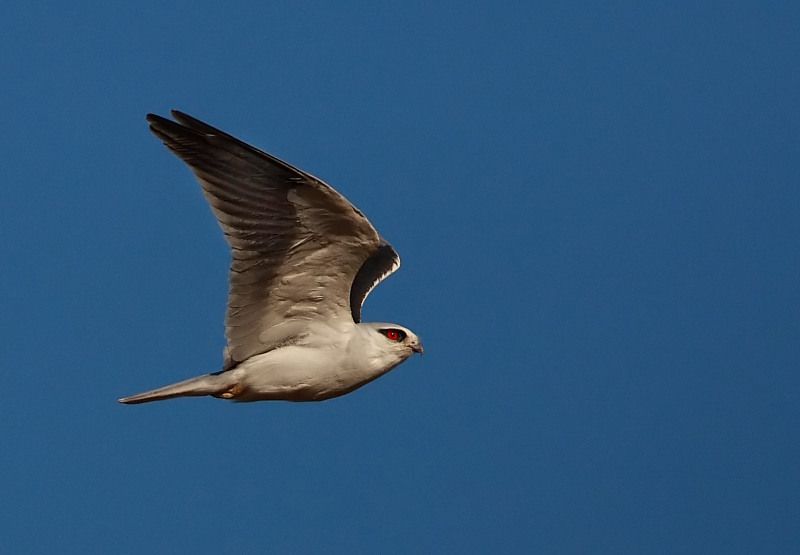 Black-winged Kite